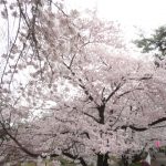 華蔵寺公園の桜