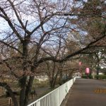 華蔵寺公園の桜